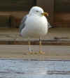 sub-adult michahellis in November, ringed in S France. (55741 bytes)