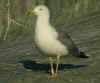 sub-adult michahellis in November, ringed in S France. (90516 bytes)