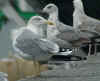 adult michahellis Yellow-legged Gull, ringed in Italy. (84904 bytes)