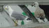 adult michahellis Yellow-legged Gull in October. (59599 bytes)