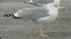 adult michahellis Yellow-legged Gull in October. (91279 bytes)